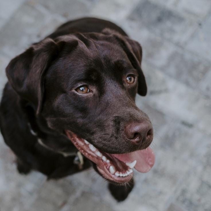 School environment for families in Toronto, Canada